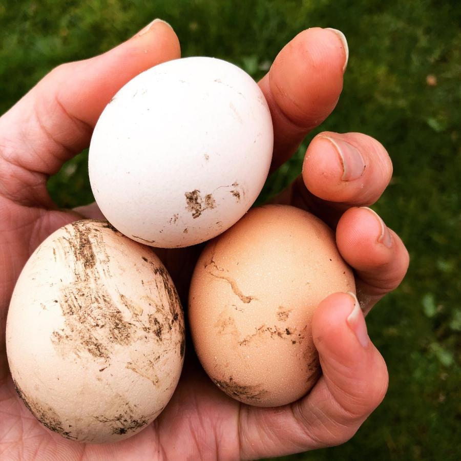 B&B Puur Drenthe Elp Bagian luar foto